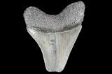 Bargain, Fossil Megalodon Tooth #89411-1